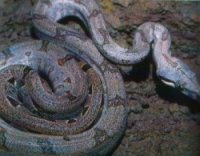 The Boa Constrictor Manual