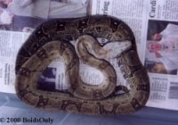 http://www.boa-subspecies.com/